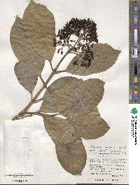 Viburnum odoratissimum image