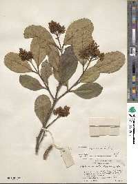 Viburnum odoratissimum image