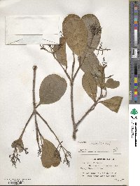 Viburnum odoratissimum image