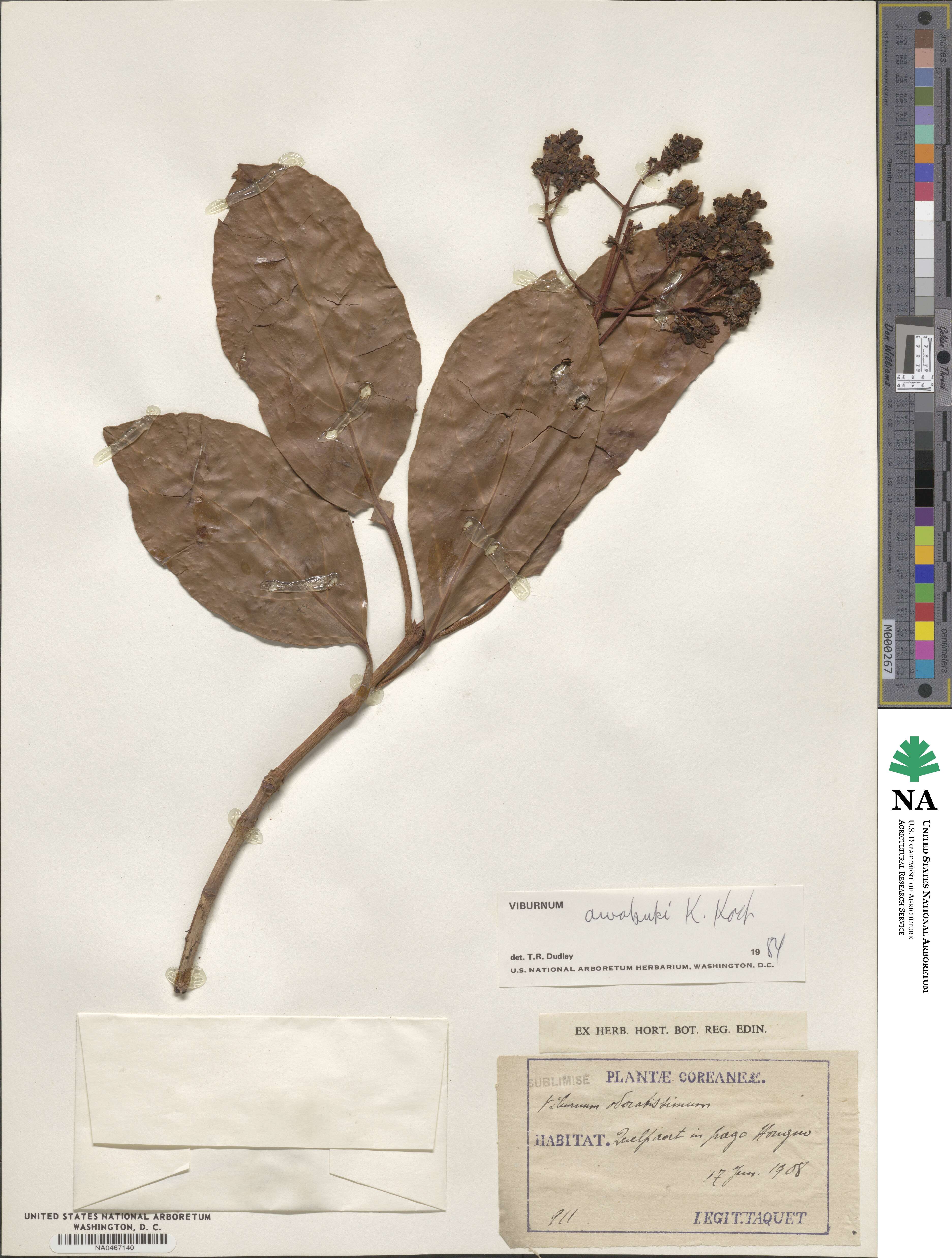 Viburnum odoratissimum image