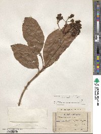 Viburnum odoratissimum image