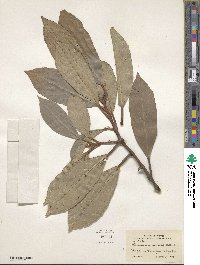 Viburnum odoratissimum image