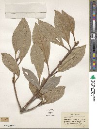 Viburnum odoratissimum image