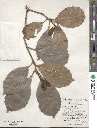 Viburnum odoratissimum image