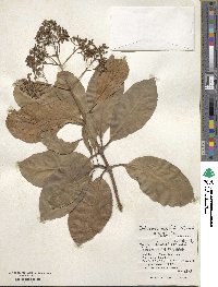 Viburnum odoratissimum image