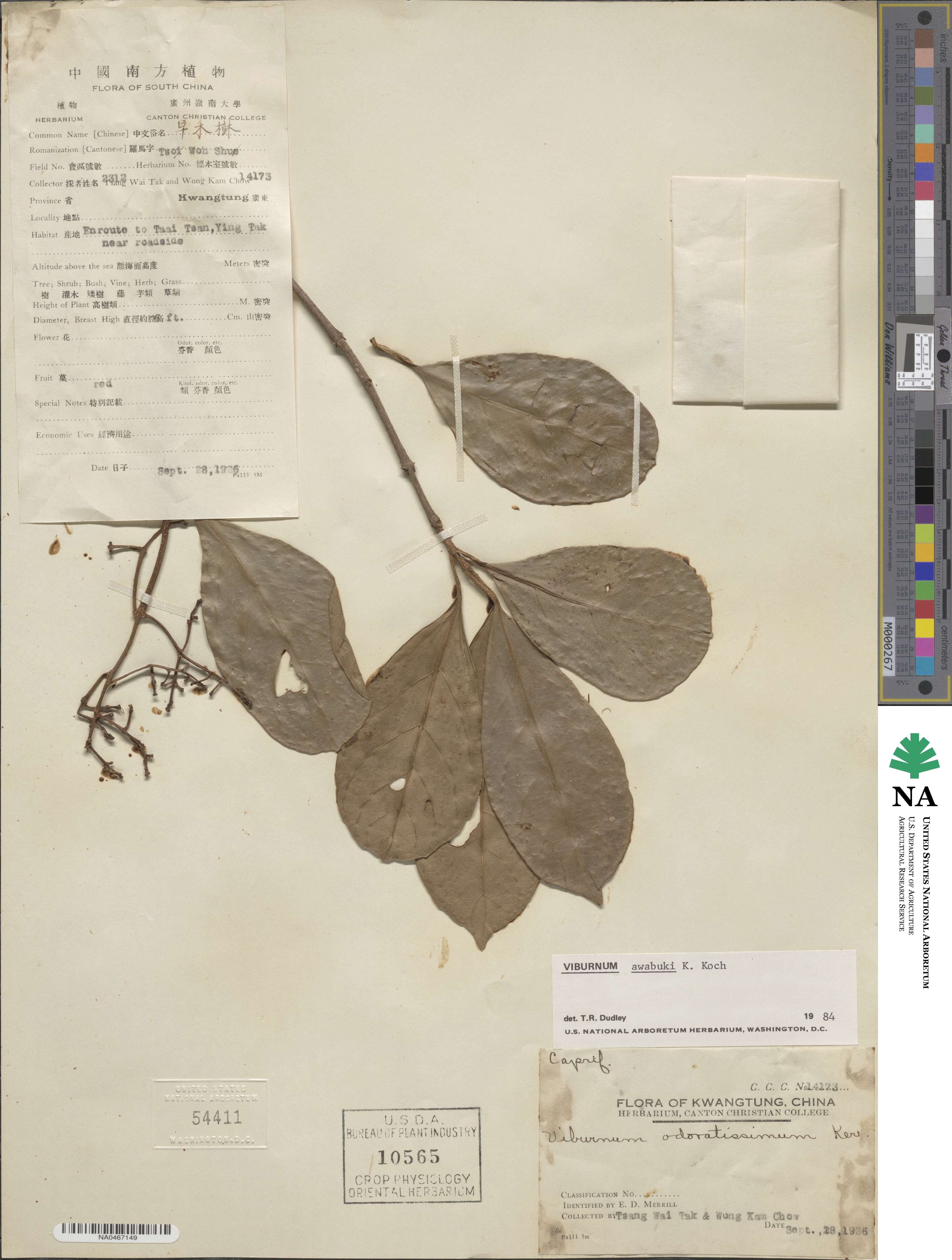 Viburnum odoratissimum var. awabuki image