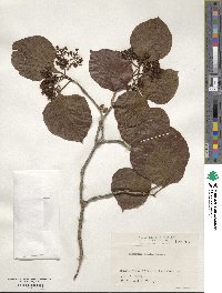 Viburnum japonicum image