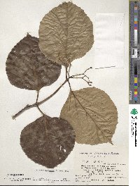 Viburnum japonicum var. boninsimense image