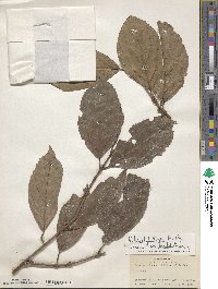 Viburnum brachybotryum image