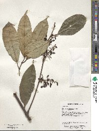 Viburnum brachybotryum image