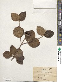 Viburnum carlesii image