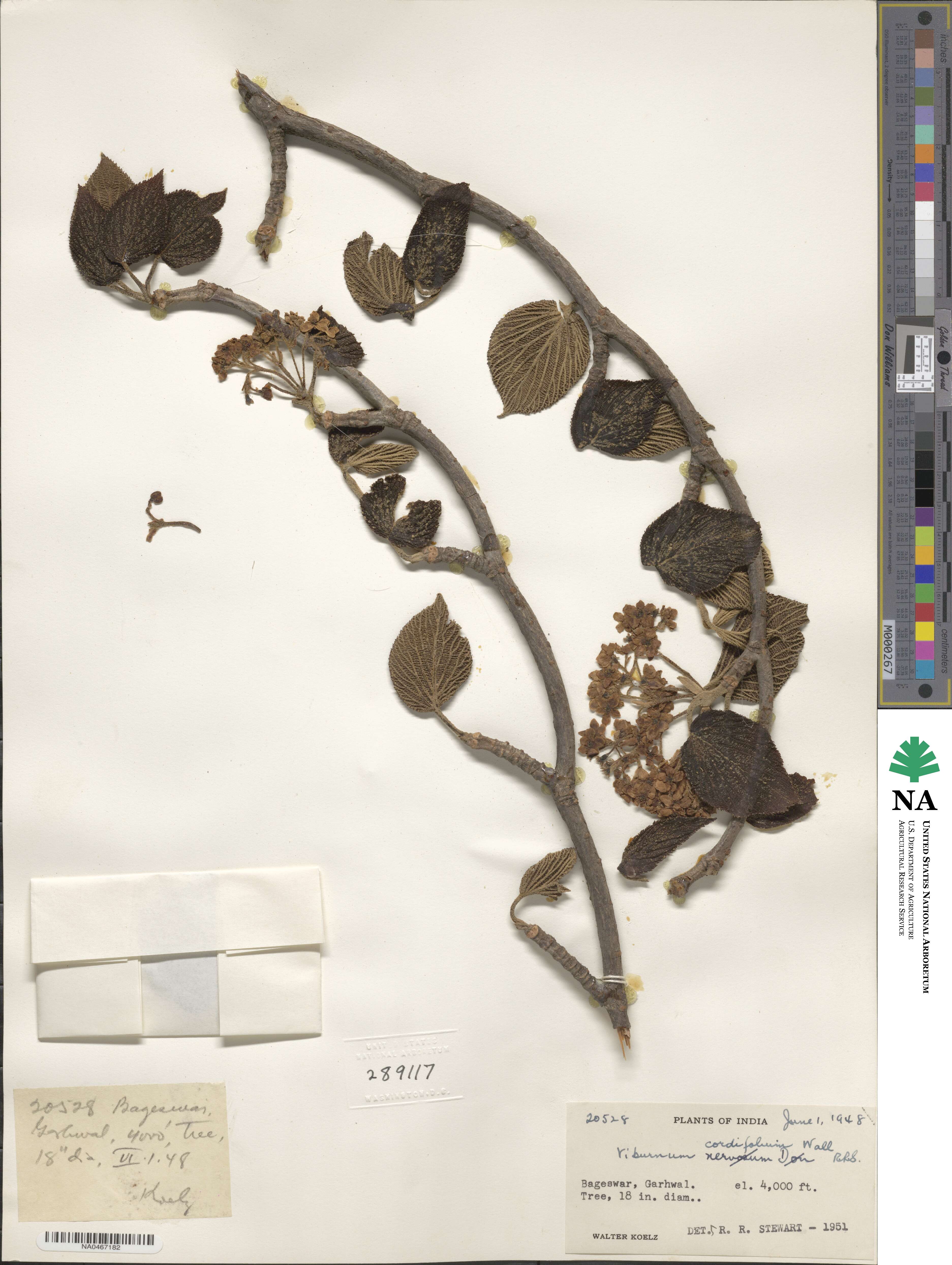 Viburnum cordifolium image