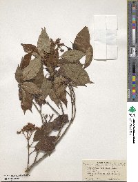 Viburnum coriaceum image