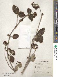 Viburnum cotinifolium image