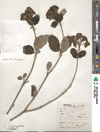 Viburnum cotinifolium image