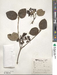 Viburnum cotinifolium image