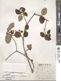 Viburnum cotinifolium image