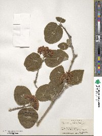 Viburnum cotinifolium image