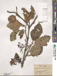 Viburnum cotinifolium image