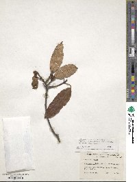 Viburnum cylindricum image