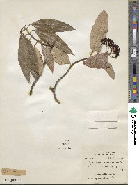 Viburnum cylindricum image