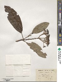 Viburnum cylindricum image