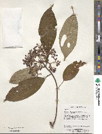 Viburnum cylindricum image