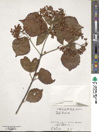 Viburnum dilatatum image