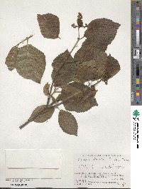 Viburnum dilatatum image