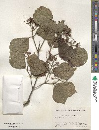 Viburnum dilatatum image