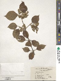 Viburnum dilatatum image