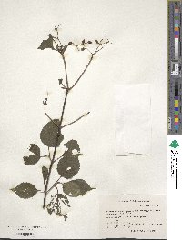 Viburnum dilatatum image