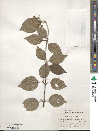 Viburnum dilatatum image