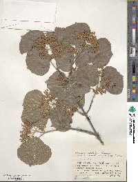 Viburnum dilatatum image