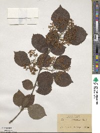 Viburnum dilatatum image