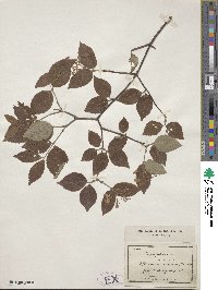 Viburnum erosum image