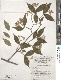 Viburnum erosum image