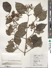 Viburnum erosum image