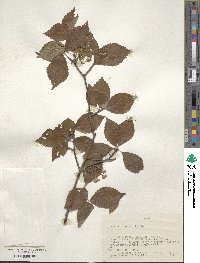 Viburnum erosum image