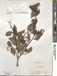 Viburnum erosum image