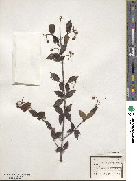 Viburnum erosum image