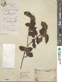 Viburnum erosum image