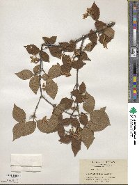 Viburnum erosum image