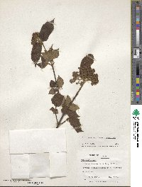 Viburnum erosum image