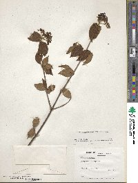 Viburnum erosum image