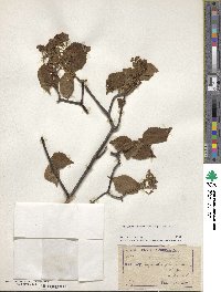 Viburnum erosum image