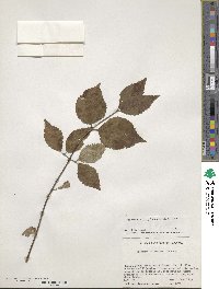 Viburnum erosum image