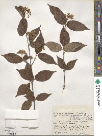 Viburnum erosum image