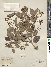 Viburnum erubescens image