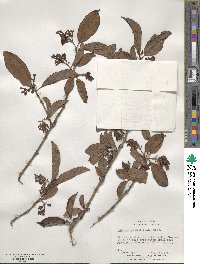 Viburnum erubescens image